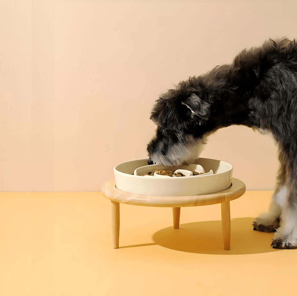 Ciotola WhiskerNest Slow Feeder per Cani e Gatti, Alimentazione Sana Premium