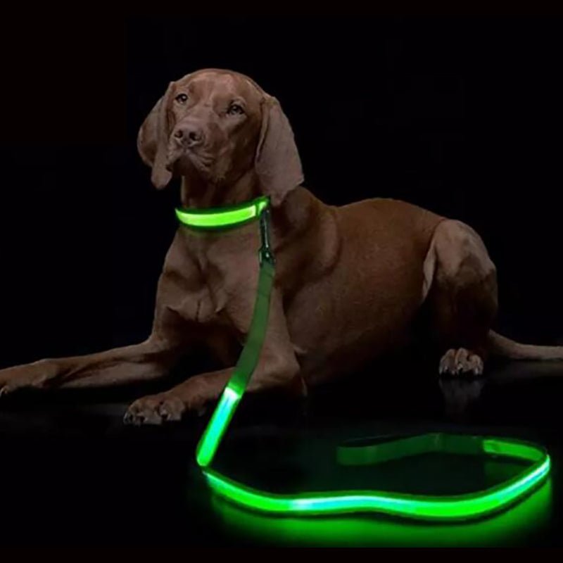 NovaTrail LED Reflective Night Walkers Dog Leash With USB Rechargeable Battery