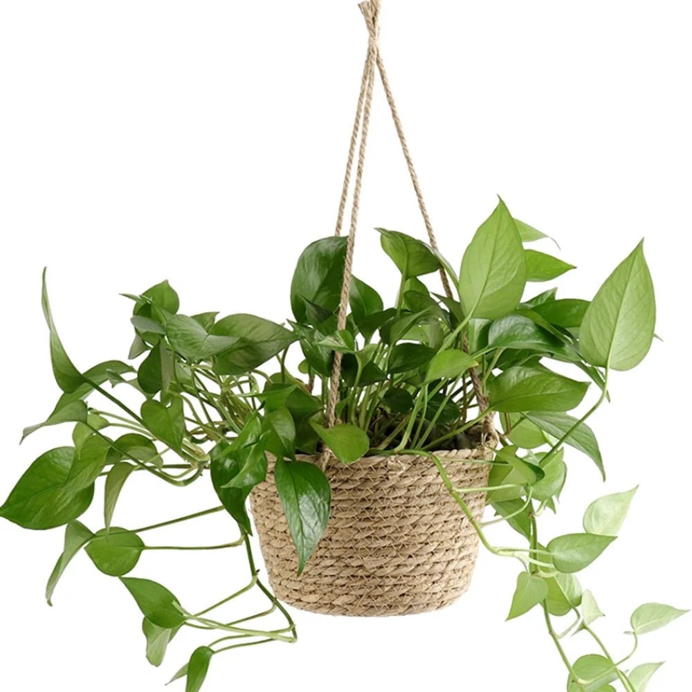 Suport pentru plante LumaWeave din macramé pentru orhidee și plante de interior, rustic, realizat manual din sfoară