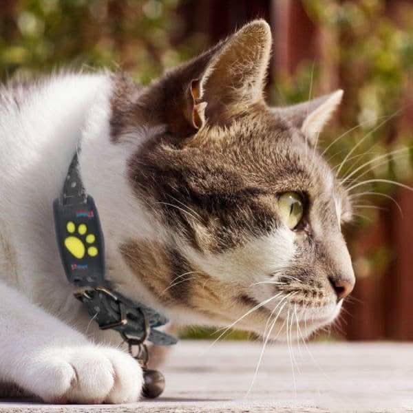 WhiskerTag katte-GPS-sporer sanntidssporing uten abonnement for katteeiere