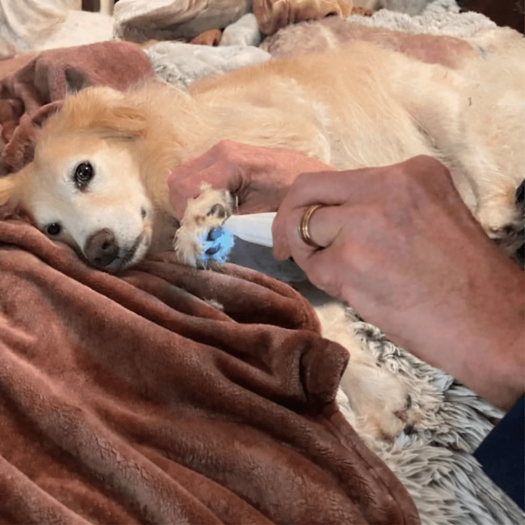 ماكينة حلاقة الكلاب WhisperPaw الهادئة لتقليم أقدام الحيوانات الأليفة القلقة والعناية بالمناطق الحساسة