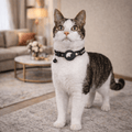PawGuard GPS-sporingskrage for katter med reflekterende sikkerhetsspenne for katteeiere