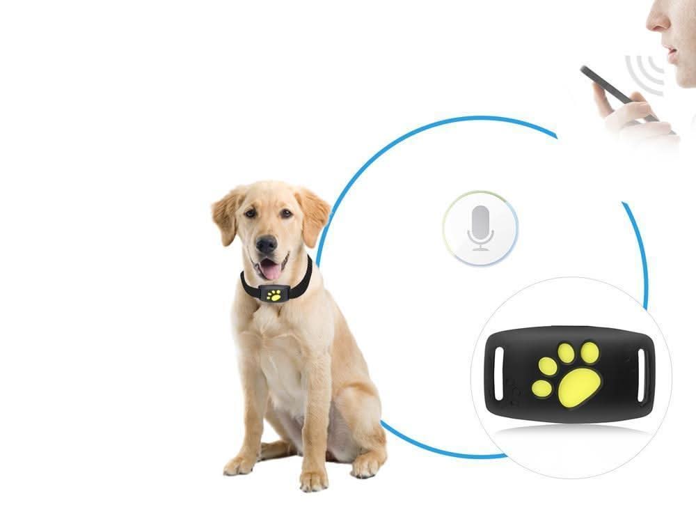 WhiskerTag katte-GPS-sporer sanntidssporing uten abonnement for katteeiere