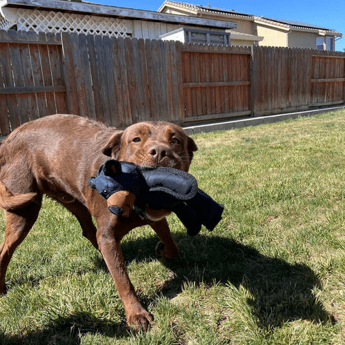 Juguete interactivo para perros PawPulse con chirriador para perros activos