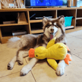 Pluszowa zabawka CuddleQuack dla psów, trwała, miękka, piszcząca kaczuszka, zapewniająca komfort