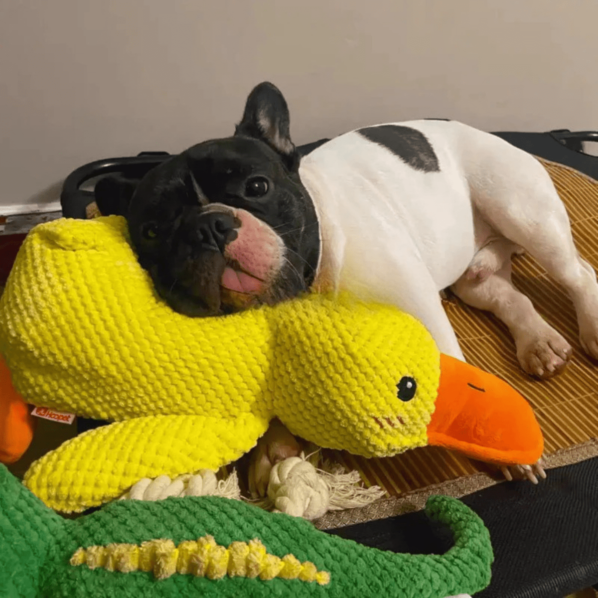 Pluszowa zabawka CuddleQuack dla psów, trwała, miękka, piszcząca kaczuszka, zapewniająca komfort