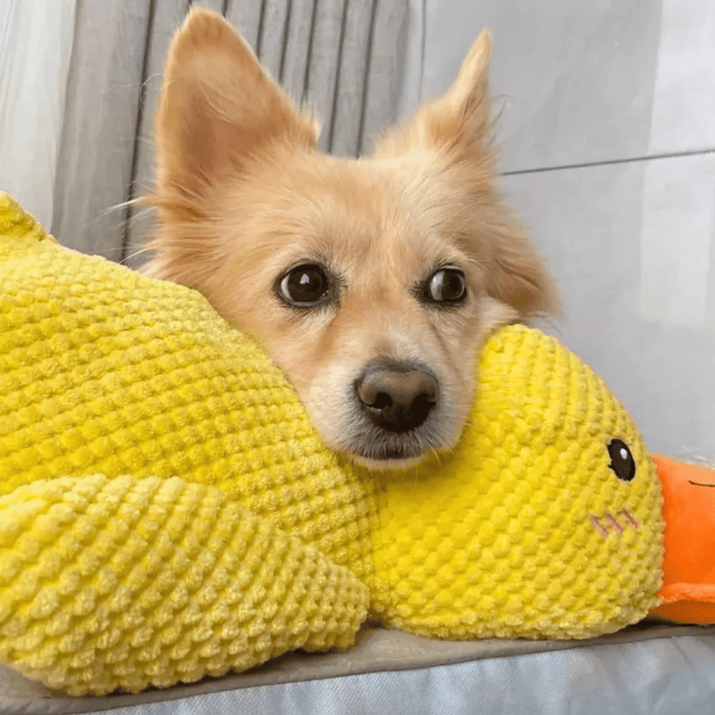 Pluszowa zabawka CuddleQuack dla psów, trwała, miękka, piszcząca kaczuszka, zapewniająca komfort