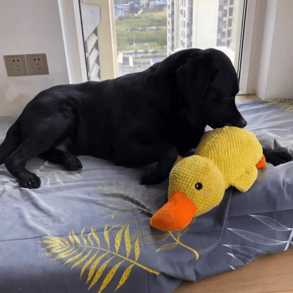 Pluszowa zabawka CuddleQuack dla psów, trwała, miękka, piszcząca kaczuszka, zapewniająca komfort