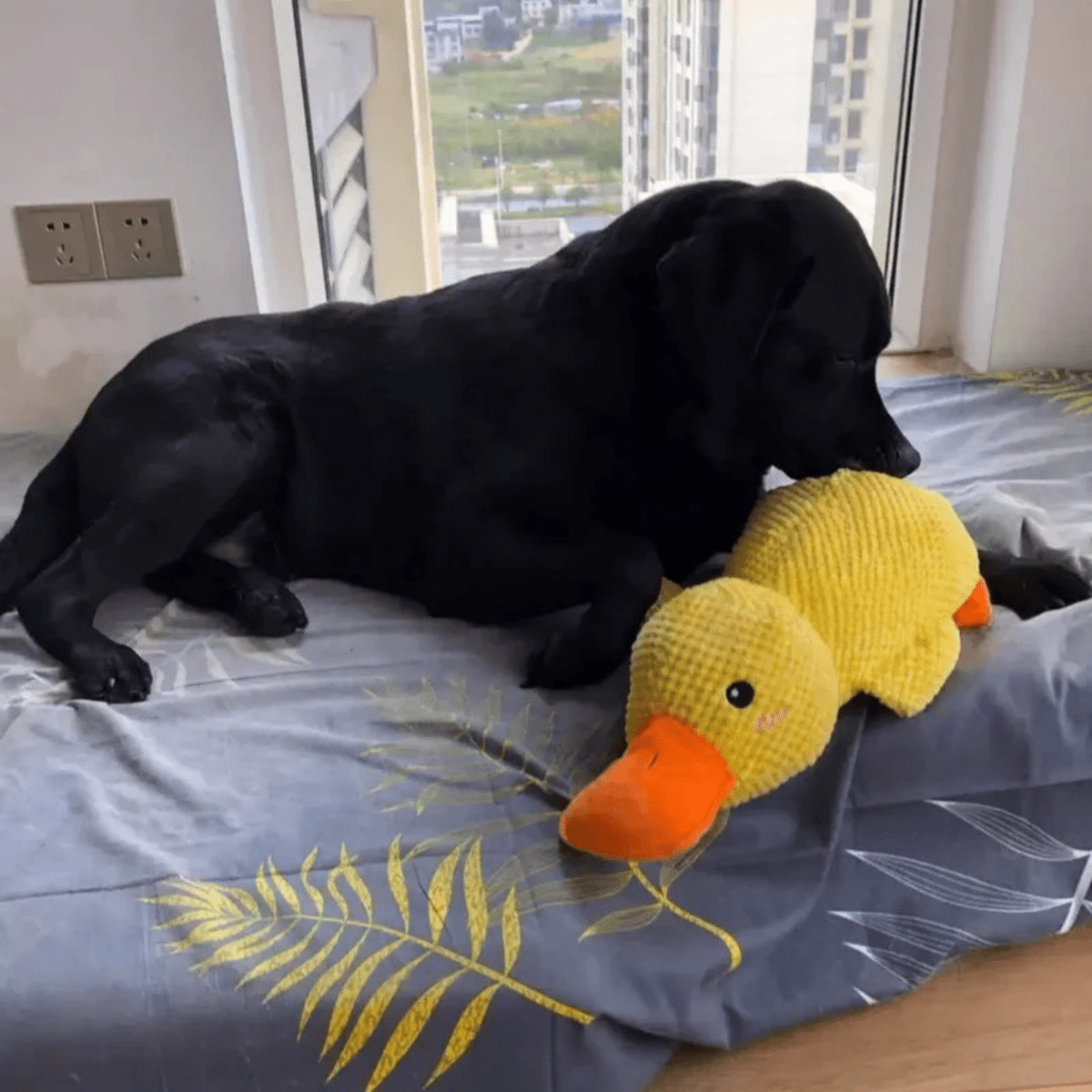 Pluszowa zabawka CuddleQuack dla psów, trwała, miękka, piszcząca kaczuszka, zapewniająca komfort