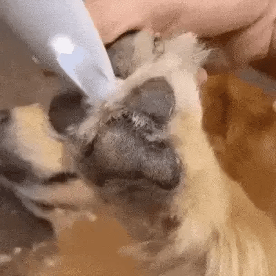 ماكينة حلاقة الكلاب WhisperPaw الهادئة لتقليم أقدام الحيوانات الأليفة القلقة والعناية بالمناطق الحساسة