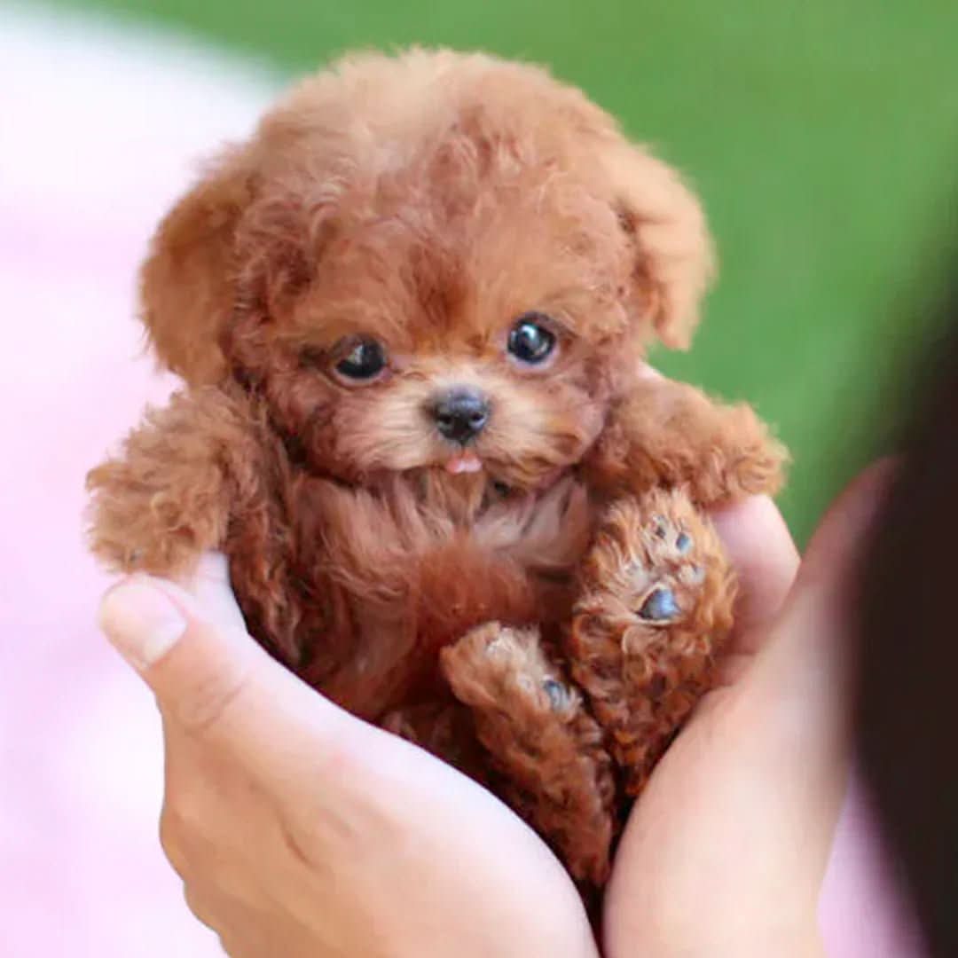 FurMotion Friend Realistic Plush Dog For Kids And Collectors