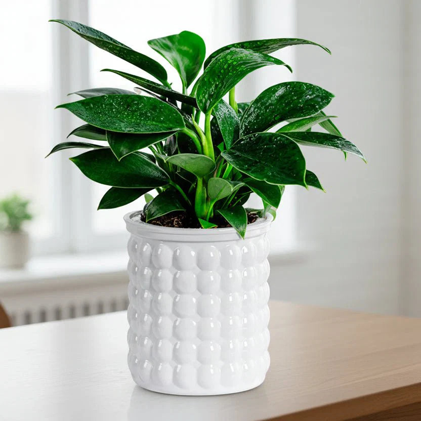 Vaso Idroponico Autoinnaffiante ECOBLOOM per Arredamento Moderno