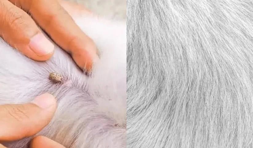 Ochranný obojek GuardPaws proti blechám a klíšťatům pro psy a kočky až na osm týdnů