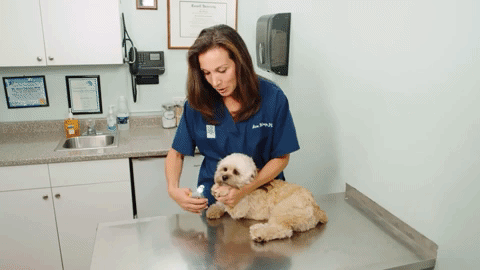 Hunde-Nagelknipser mit Quick-Sensor-Technologie