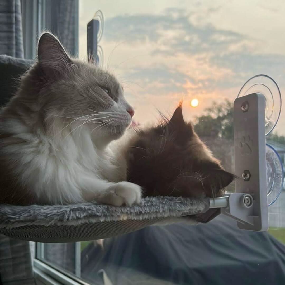 Amaca Pieghevole WhiskerNest per Gatti per Finestre e Muri Comfort Salvaspazio per Gatti