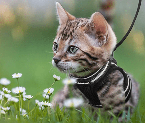 TrailTide ausbruchssicheres Katzen-Geschirr mit reflektierenden Details
