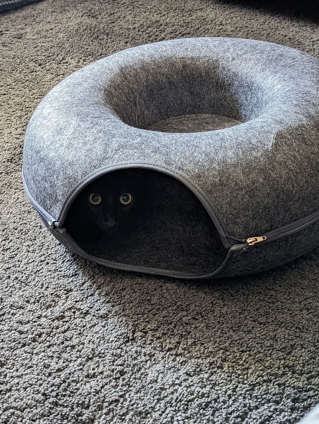 Tunnel Deluxe Whisker Haven per Gatti con Angolo Nanna Accogliente per Gatti da Interno