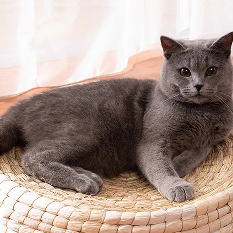 Cozy Round Cat Bed With Wool Felt Handmade Nest For Cats
